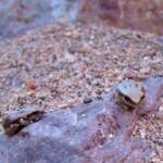 Desert Tree Frog (Litoria rubella)