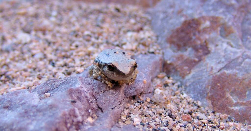 Desert Tree Frog (Litoria rubella)