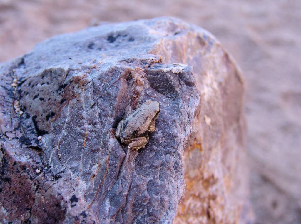 Desert Tree Frog (Litoria rubella)