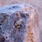 Desert Tree Frog (Litoria rubella)