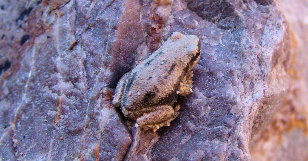Desert Tree Frog (Litoria rubella)