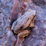 Desert Tree Frog (Litoria rubella)