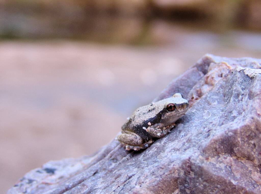 Desert Tree Frog (Litoria rubella)