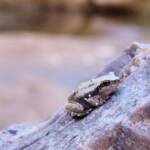Desert Tree Frog (Litoria rubella)