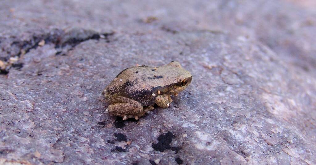 Desert Tree Frog (Litoria rubella)
