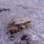 Desert Tree Frog (Litoria rubella)