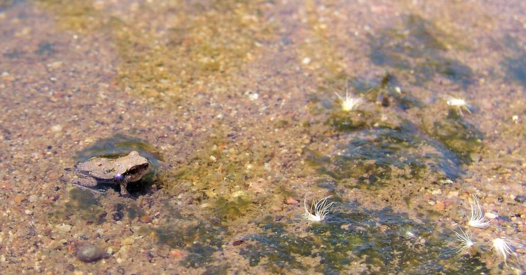 Desert Tree Frog (Litoria rubella)
