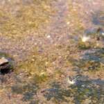 Desert Tree Frog (Litoria rubella)