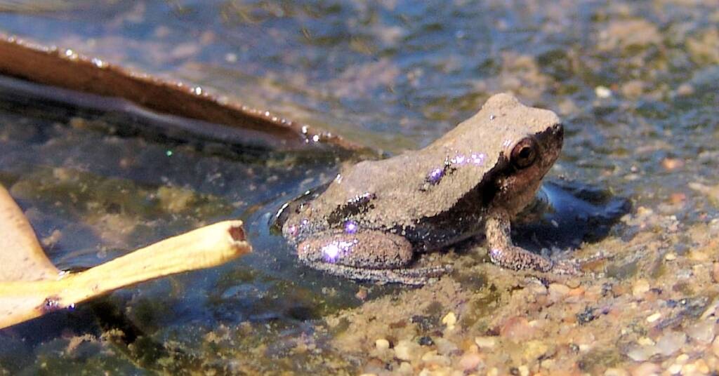Desert Tree Frog (Litoria rubella)
