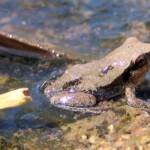 Desert Tree Frog (Litoria rubella)