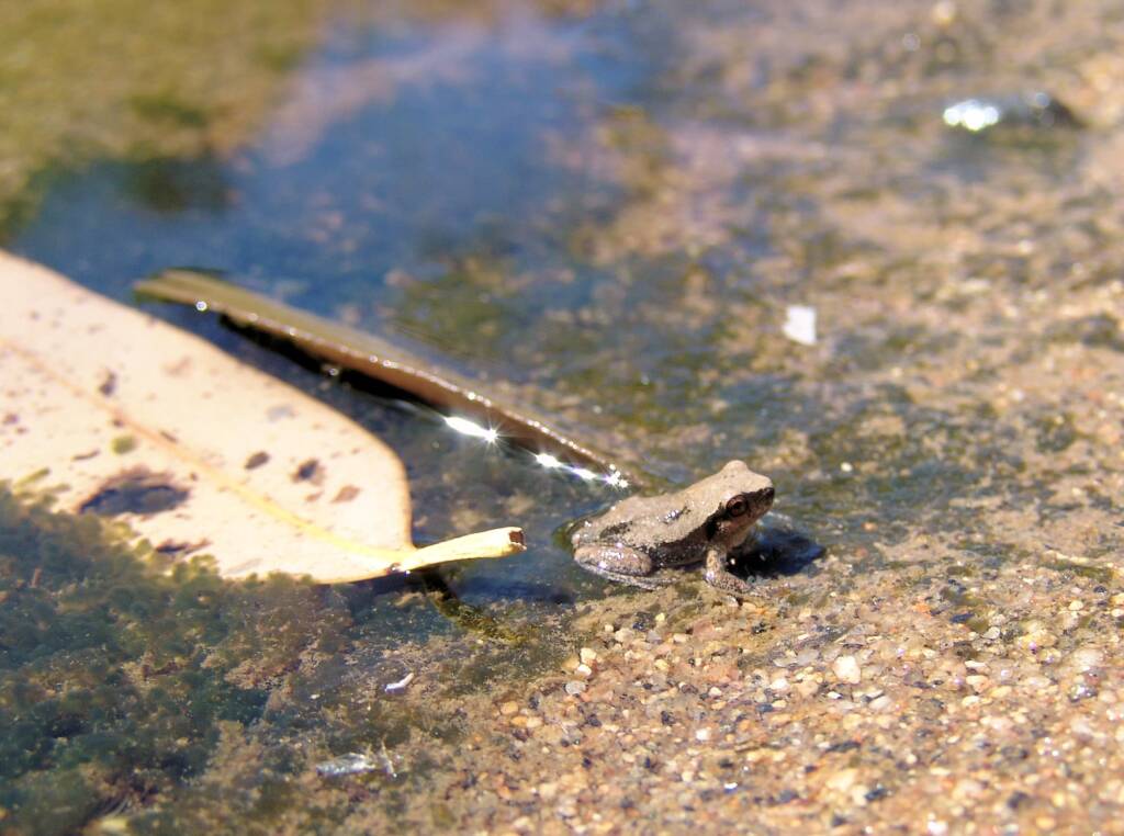 Desert Tree Frog (Litoria rubella)