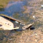 Desert Tree Frog (Litoria rubella)