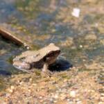 Desert Tree Frog (Litoria rubella)