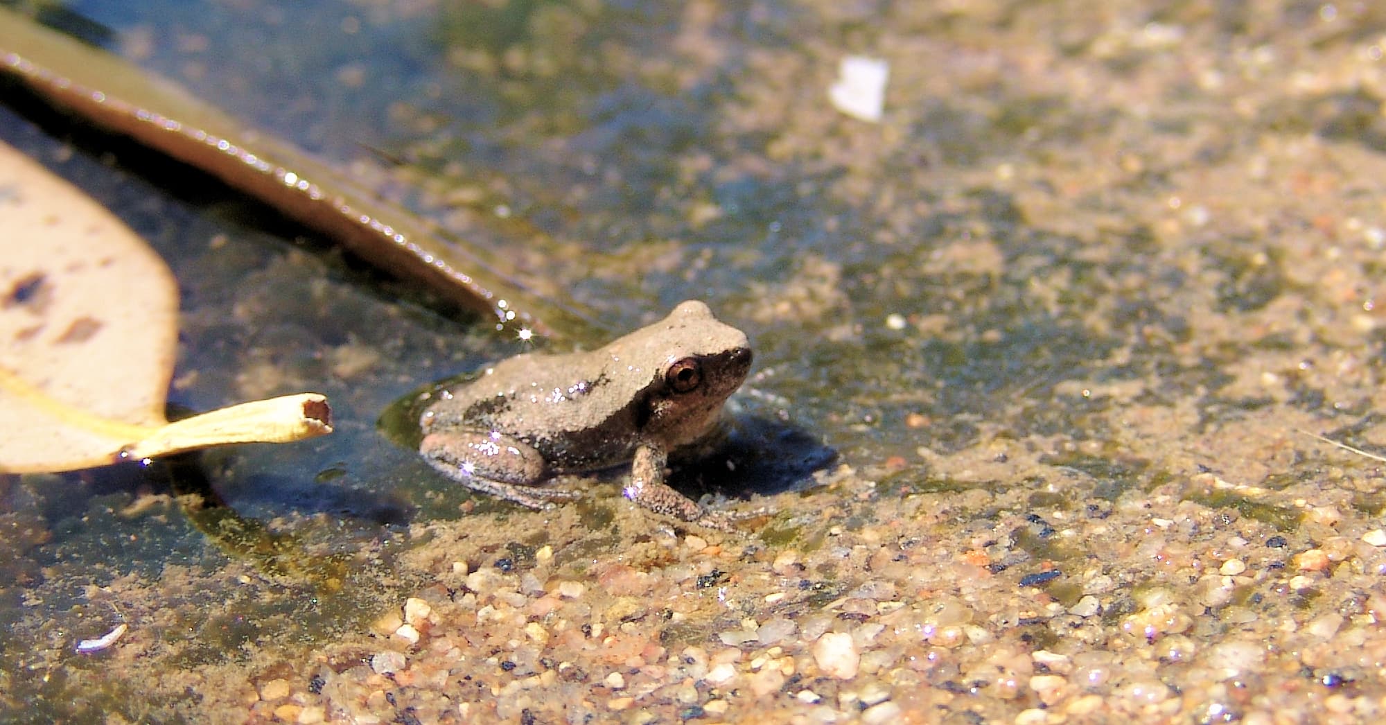 Desert Tree Frog (Litoria rubella)