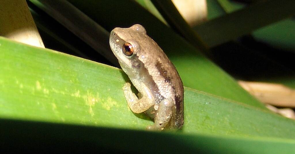 Desert Tree Frog (Litoria rubella)