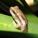 Desert Tree Frog (Litoria rubella)