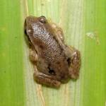 Desert Tree Frog (Litoria rubella)