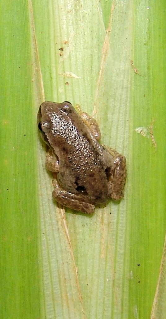 Desert Tree Frog (Litoria rubella)