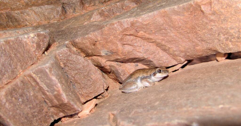 Desert Tree Frog (Litoria rubella)