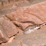 Desert Tree Frog (Litoria rubella)