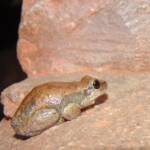 Desert Tree Frog (Litoria rubella)