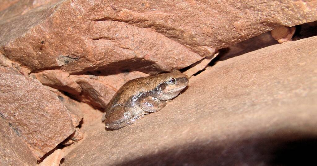 Desert Tree Frog (Litoria rubella)