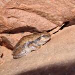 Desert Tree Frog (Litoria rubella)