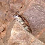 Desert Tree Frog (Litoria rubella)