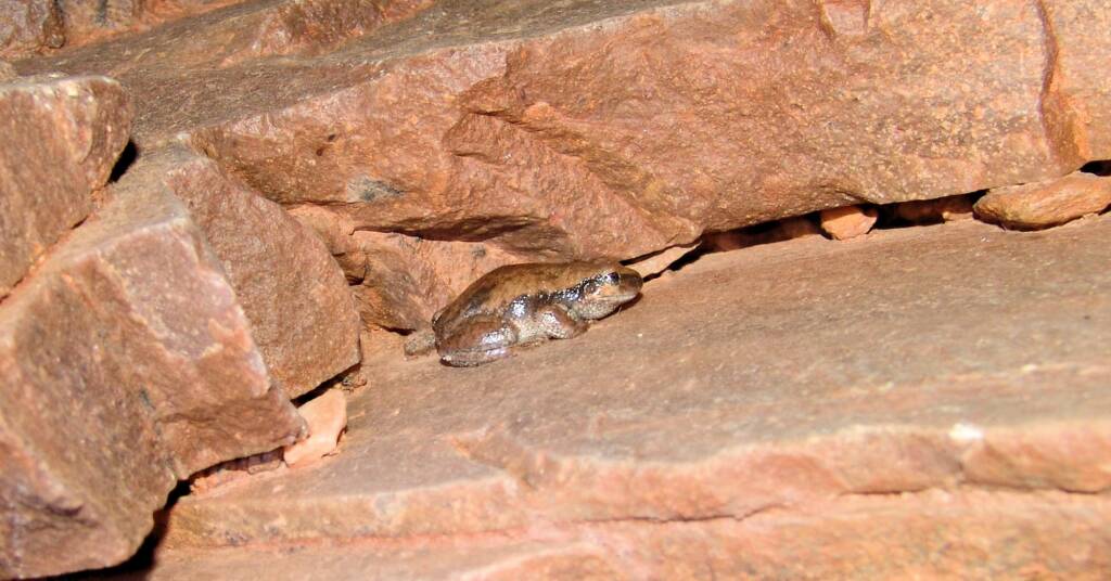 Desert Tree Frog (Litoria rubella)