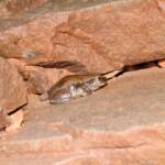 Desert Tree Frog (Litoria rubella)