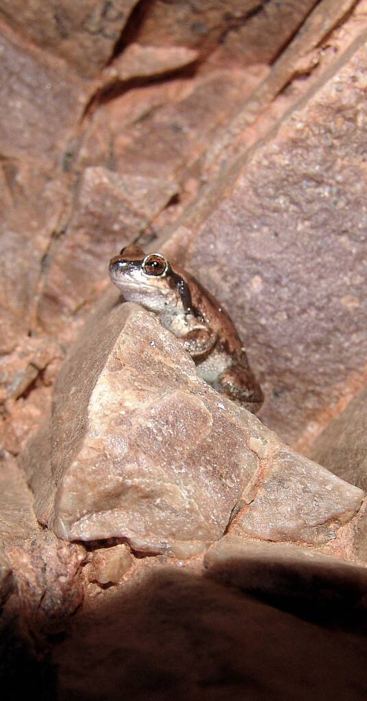 Desert Tree Frog (Litoria rubella)