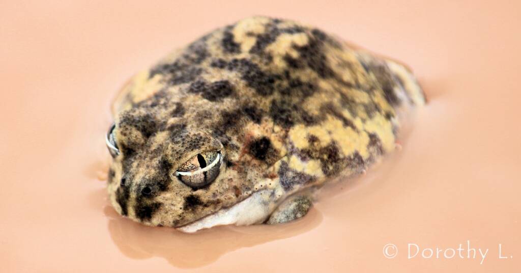 Desert Trilling Frog (Neobatrachus centralis)