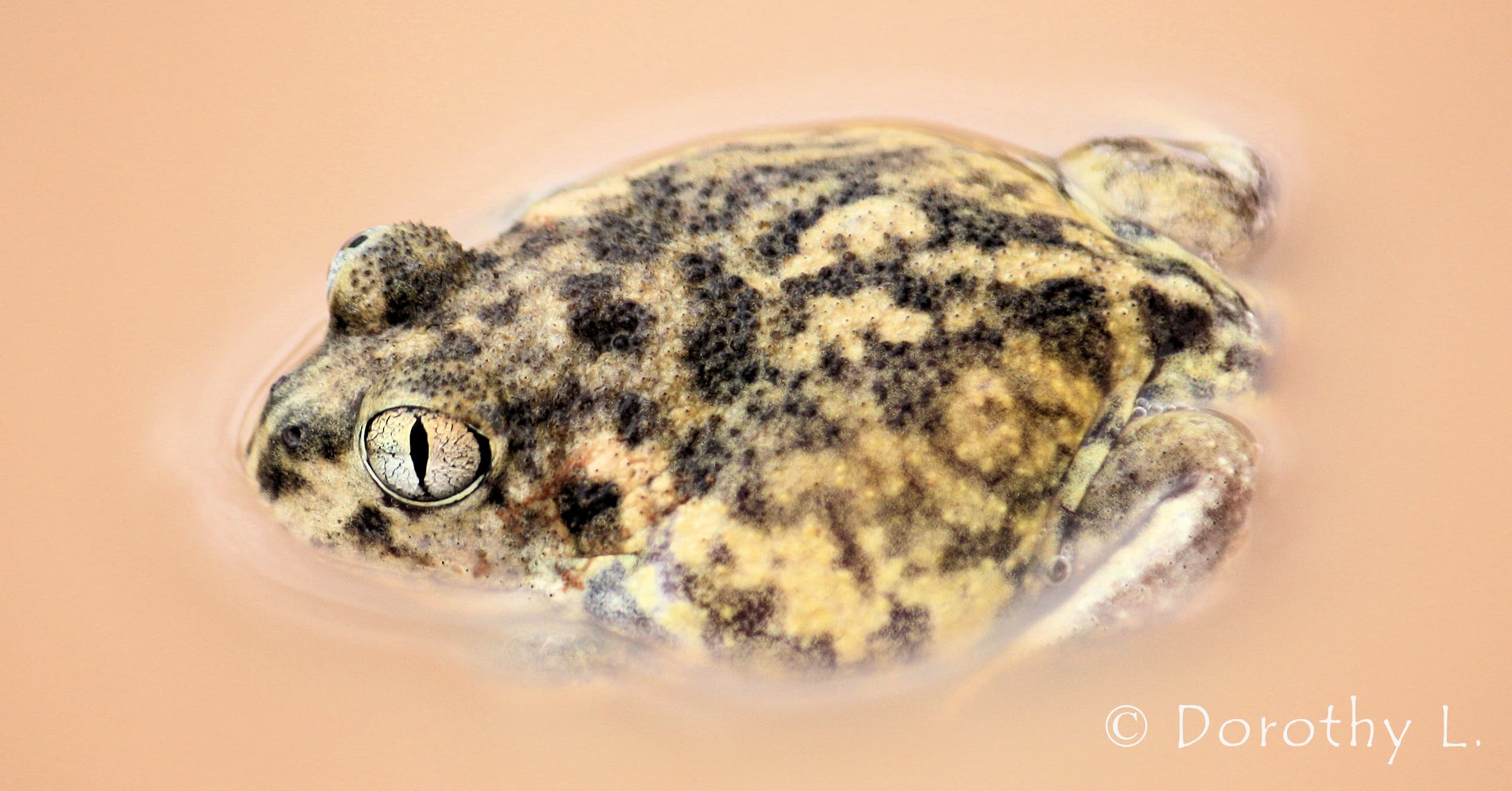 Desert Trilling Frog (Neobatrachus centralis), Ilparpa Claypans Alice Springs