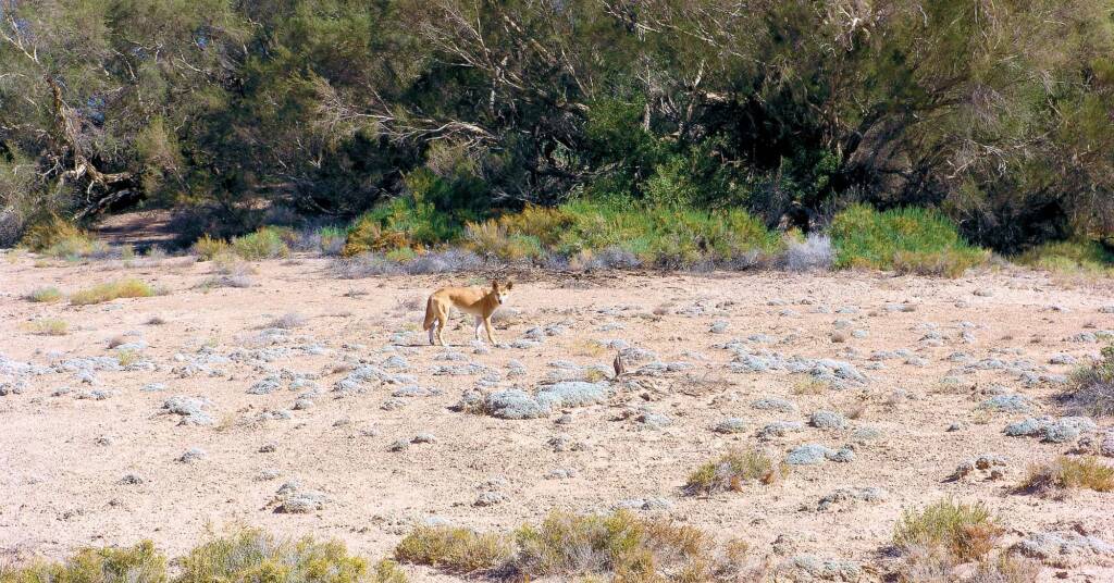 Dingo at Dalhousie Springs (species Canis lupus dingo, class Mammalia)