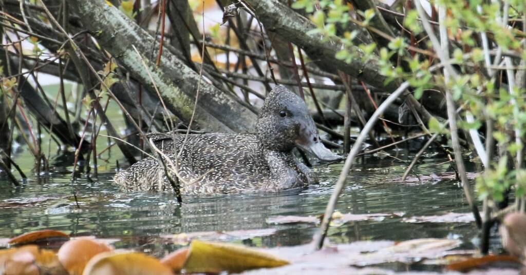 Freckled Duck © Dorothy L