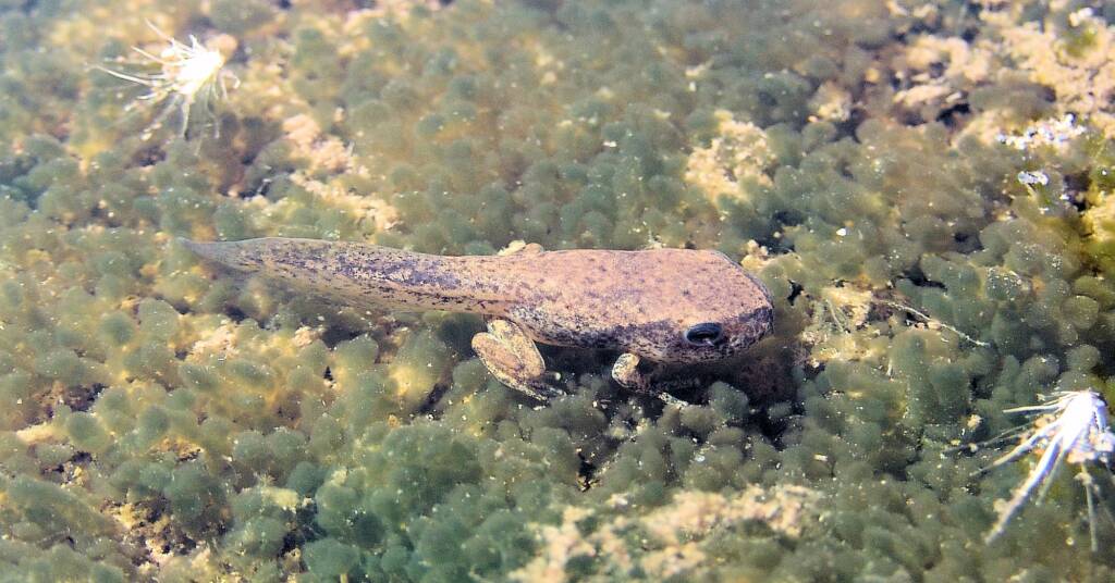 Frog metamorphosis in Simpsons Gap, NT
