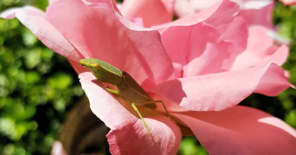 Garden Mantis (Orthodera ministralis)