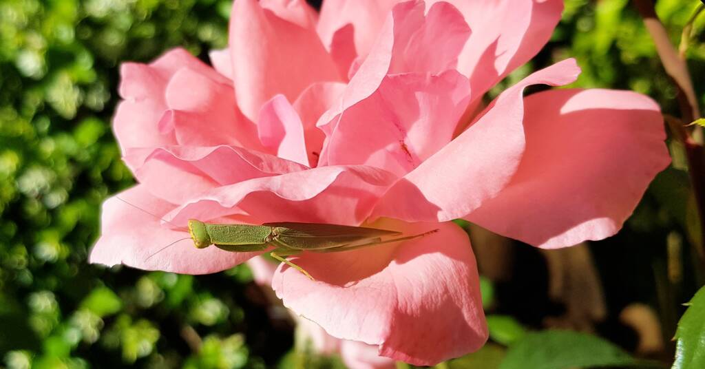 Garden Mantis (Orthodera ministralis)