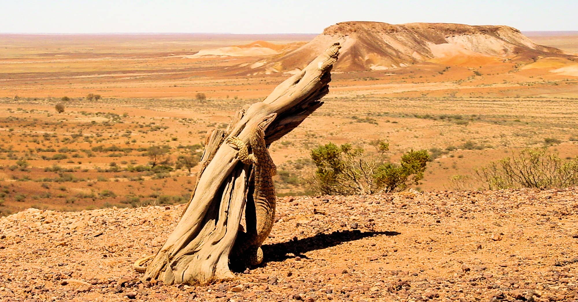 Goanna at Kanku–Breakaways Conservation Park