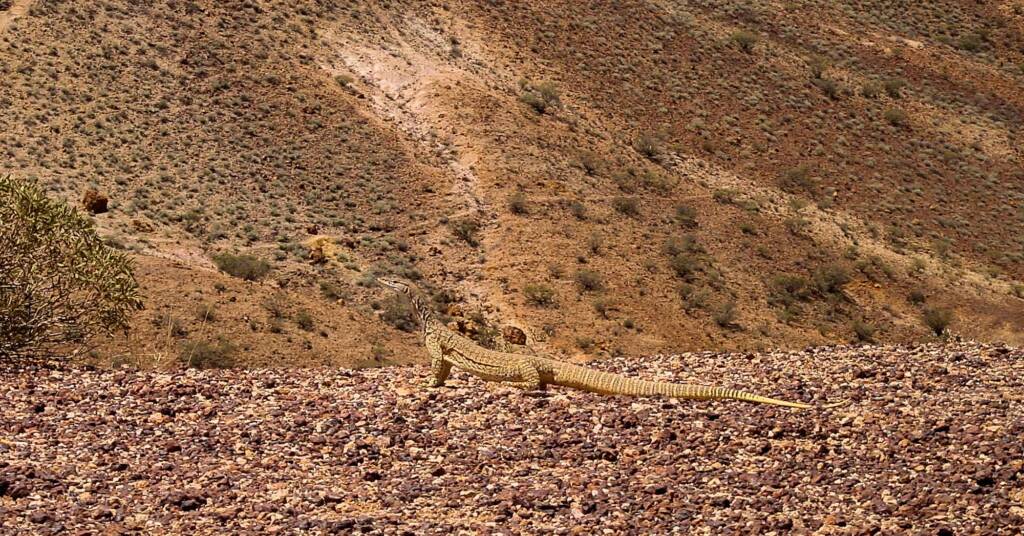 Goanna at Kanku–Breakaways Conservation Park
