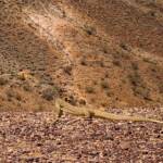 Goanna at Kanku–Breakaways Conservation Park
