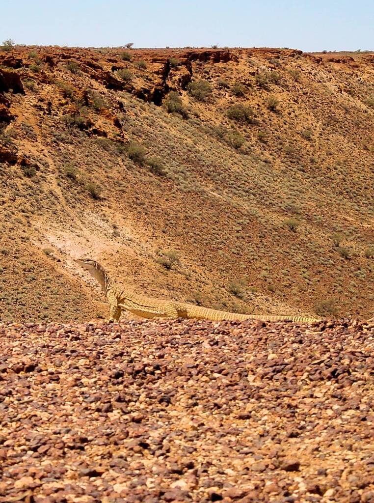 Goanna at Kanku–Breakaways Conservation Park