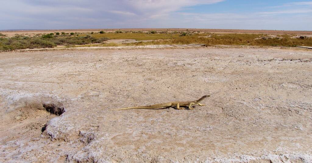 Gould's Goanna, Wabma Kadarbu Mound Springs Conservation Park