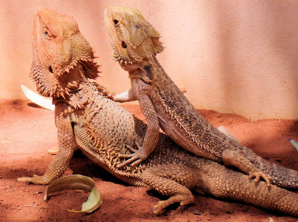 Inland Bearded Dragons (Pogona vitticeps), Alice Springs Reptile Centre, NT