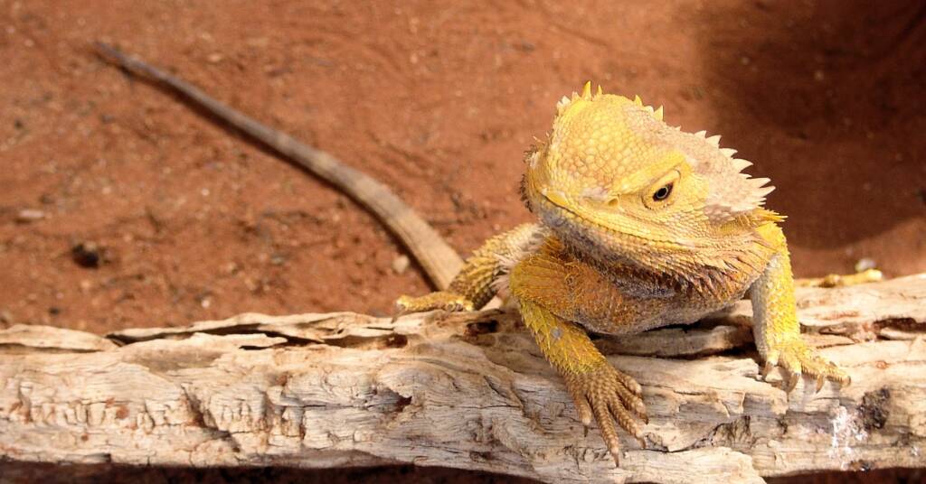 Inland Bearded Dragon / Central Bearded Dragon (Pogona vitticeps)