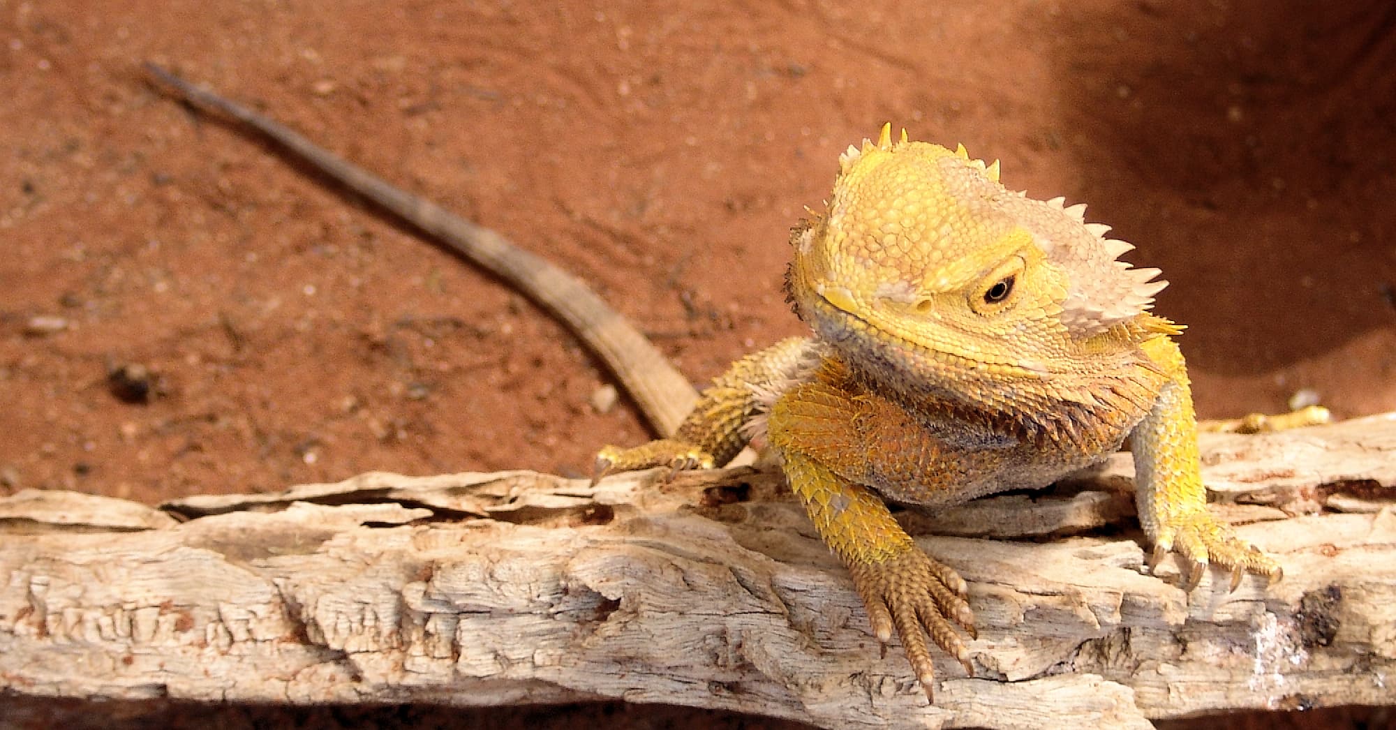 Inland Bearded Dragon / Central Bearded Dragon (Pogona vitticeps)