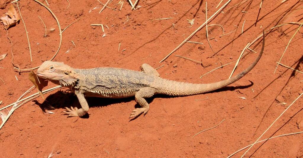 Inland Bearded Dragon / Central Bearded Dragon (Pogona vitticeps)