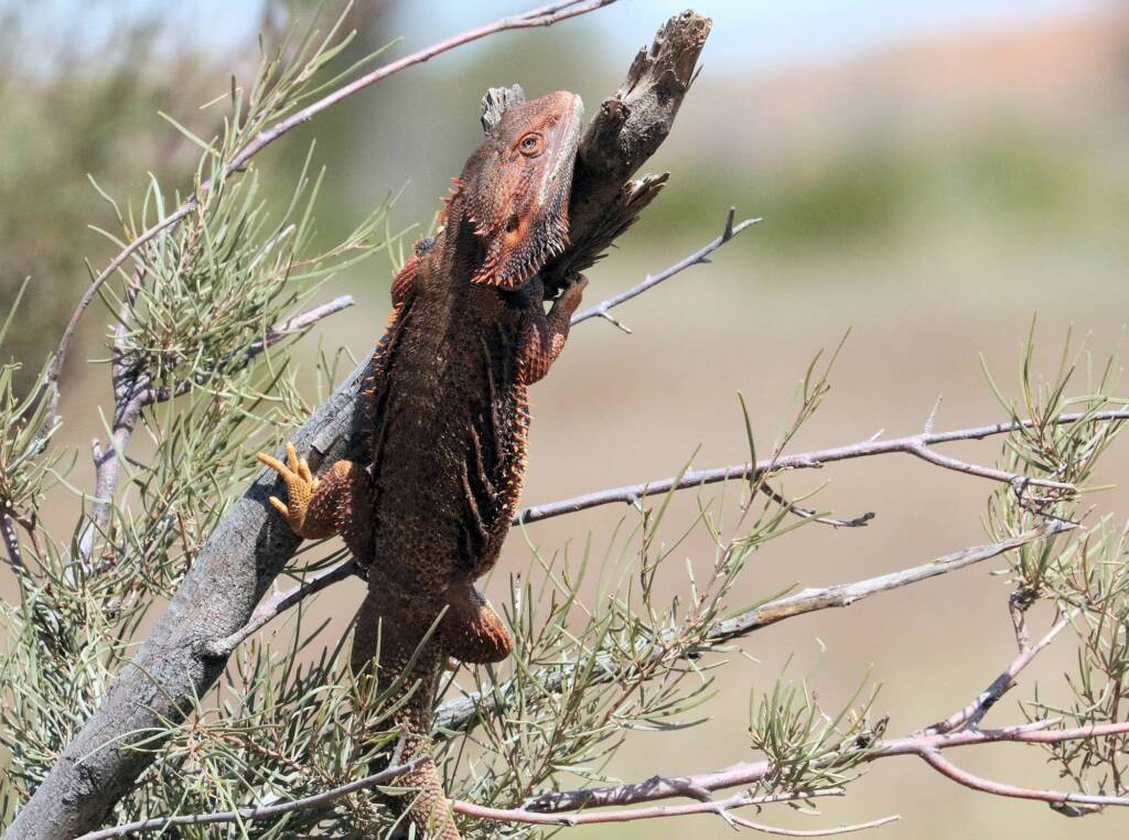 Inland Bearded Dragon (Pogona vitticeps), Binns Track, NT