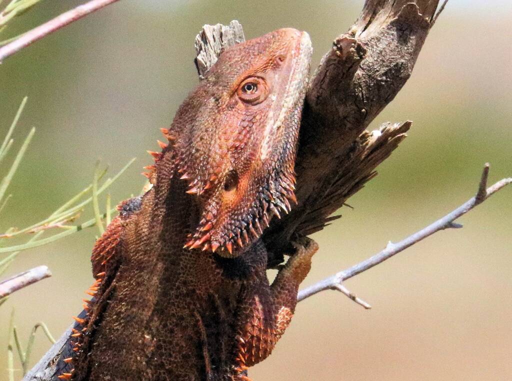 Inland Bearded Dragon (Pogona vitticeps), Binns Track, NT