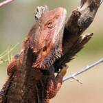 Inland Bearded Dragon (Pogona vitticeps), Binns Track, NT